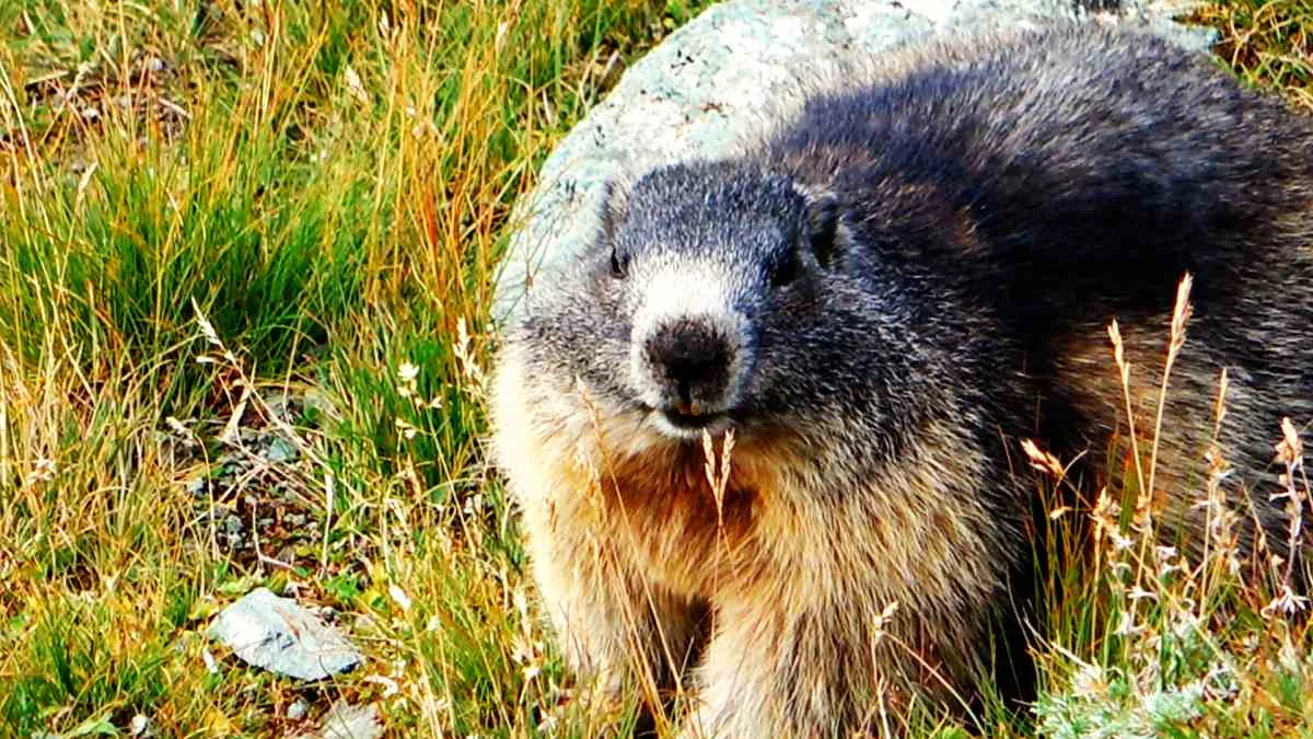 A marmot by the roadside