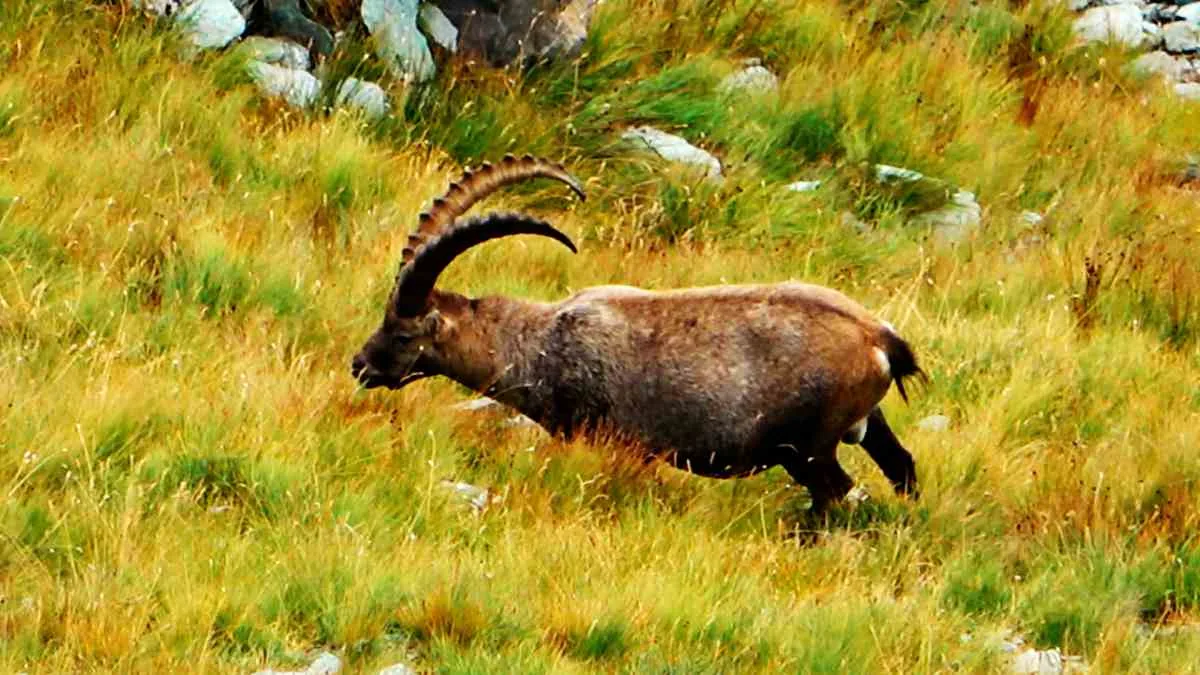 An ibex near the Kaiser-Franz-Josefs-Höhe